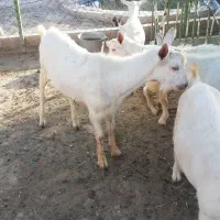 فروش بز سانن اصیل|حیوانات مزرعه|پیر بکران, |دیوار