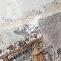 نر فروشی فریمان قابل ارسال