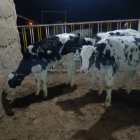 گوساله هلشتاین اصیل  قطع شیر|حیوانات مزرعه|رامند, |دیوار