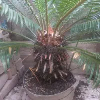 گل سیکاس|گل و گیاه طبیعی|رشت, احمد گوراب|دیوار