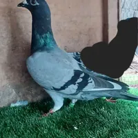 کبوتر ماده پلاکی مسافتی