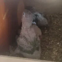 جوجه طوطی گرینچیک آناناسی و طوطی برزیلی