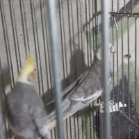 عروس هلندی نر