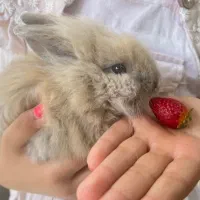 واگذاری خرگوش لوپ