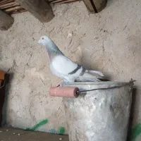 کبوتر|پرنده|ایوان, |دیوار