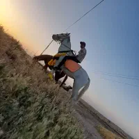 اسب مادیان کرد ۶ ماه آبستن