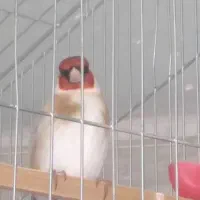 سهره ۴ساله نازار