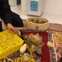 بالاترین بازدهی دستگاه جوجه کشی را تجربه کنید|لوازم جانبی حیوانات|کرمان, |دیوار