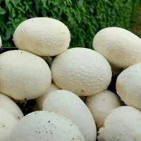 اموزش کشت قارچ رایگان