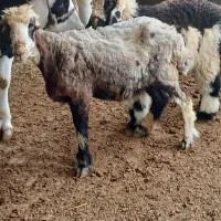 فروشی بره ومیش