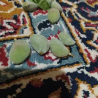 چقاله بادام