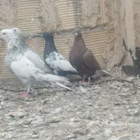 سرور دورگ دم سفید|پرنده|لنجان, |دیوار