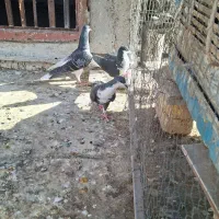 کبوتر نرو ماده طوقی خوشرنگ کرباتی کاشونی|پرنده|فولادشهر, فولادشهر|دیوار
