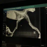 گربه دست شکسته|گربه|تهران, صادقیه|دیوار