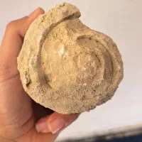 فسیل حلزون