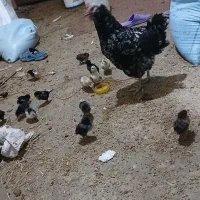 مرغ گلین ب همراه ۱۷عدد جوجه