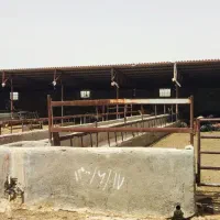 دامداری-فروشی-باسند-وجواز