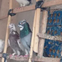 گرفتنی ساختمون بلند