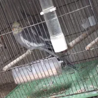 عروس هلندی فروش فوری به پولش نیاز دارم|پرنده|فولادشهر, B7|دیوار