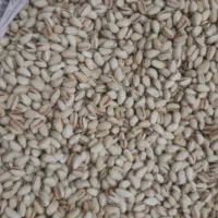 پسته خشک|خوردنی و آشامیدنی|سده (خراسان جنوبی), |دیوار