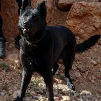 واگذاری ژرمن بلک ماده