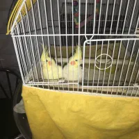 فروش یک جفت عروس هلندی لوتینو مولد با جوجه