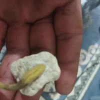 سنگ عطف بحری|جواهرات|شهرکرد, |دیوار