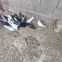 20عدد کبوتر پرشی