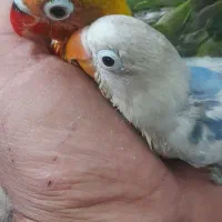 طوطی برزیلی دستی|پرنده|پاکدشت, پاکدشت (مامازند)|دیوار