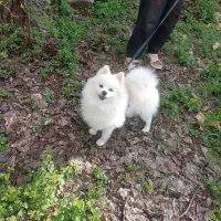 پامر خرسی روباهی میکسه