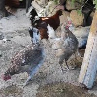 مرغ وخروس