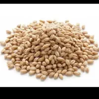 گندم آبی پیشگام بذر|خوردنی و آشامیدنی|کلیائی, |دیوار