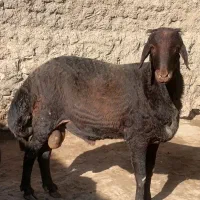قوچ افشاری