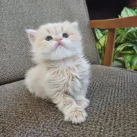 گربه بریتیش