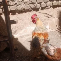 مرغ و خروس محلی درجه یک