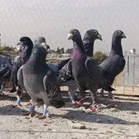 کفتر سبزوکوهی پلاکی زرنگ هوایی|پرنده|شیراز, شیخ علی چوپان|دیوار