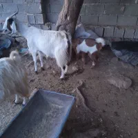 بز کهره دار وابستن|حیوانات مزرعه|جره و بالاده, |دیوار