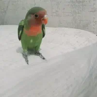 طوطی برزیلی