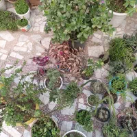 گل و گیاه آپارتمانی|گل و گیاه طبیعی|لاهیجان, کوی آزادگان|دیوار