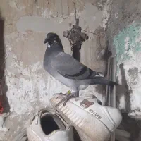 پلاکی|پرنده|مسجد سلیمان, |دیوار