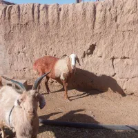 فروش تعداد 4راس میش به وعده هشت ماه دیگه