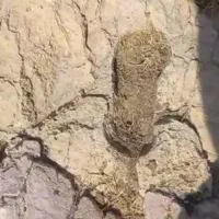 اشیا عتیقه و کلکسیونی