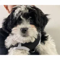 واگذاری توله سگ شیتزو