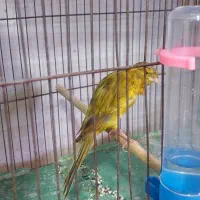 چهار عدد قناری سبز رسمی بلند