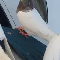 کبوتر|پرنده|شوشتر, |دیوار