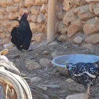 مرغ و خروس گلین