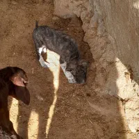 توله خوب وگلی ذات دار