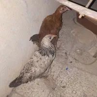 مرغ و خروس