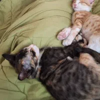 بچه گربه نازو خوشگل|گربه|کرج, شاهین‌ویلا|دیوار