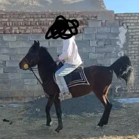 اسب|اسب و تجهیزات اسب‌سواری|اراک, |دیوار